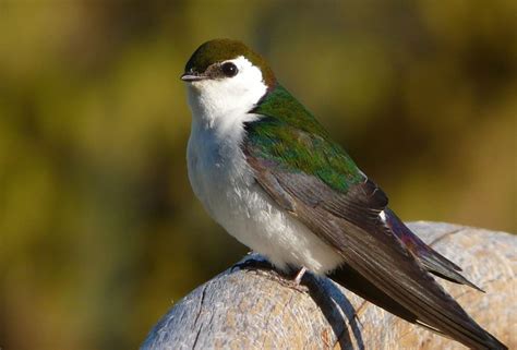 Violet Green Swallow Nestwatch