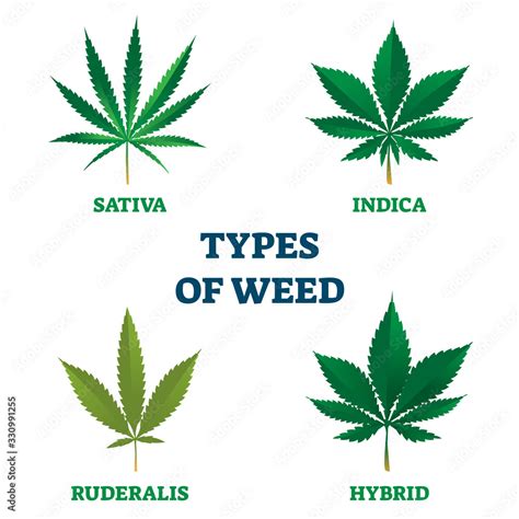 Types of weed vector illustration. Sativa, indica, ruderalis or hybrid ...