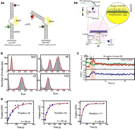 T7 RNA polymerase transcription measured by single-molecule FRET. (Aa ...