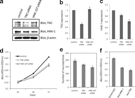 Hnk Epitope Carrying Tenascin C Spliced Variant Regulates The