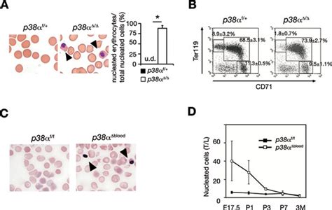 p38α controls erythroblast enucleation and Rb signaling in stress