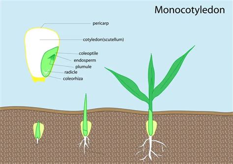 32 Monocotyledon Vector Images, Monocotyledon Illustrations | Depositphotos