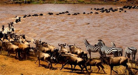 5 Days Migration Safari In Tanzania Best Day Safaris