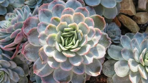 The Ultimate Guide: Types Of Succulents In Australia