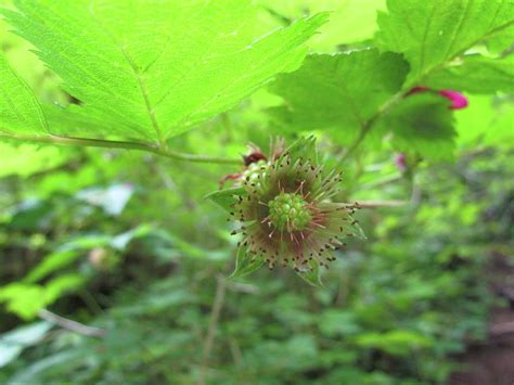 Wild Spring Berries 4 Photograph by Tina Parkhurst - Pixels