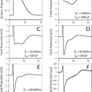 Simulated AP representative of a mouse E17.5 cardiomyocyte (A) and ... 