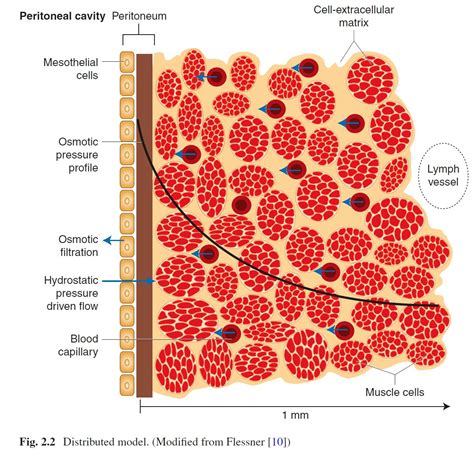 Edgar V Lerma 🇵🇭 On Twitter Peritoneal Dialysis 101 Models Of Peritoneal Transport