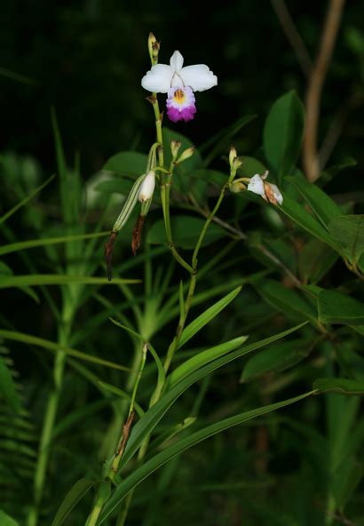 Bamboo Orchid Plant | Bamboo Products Photo