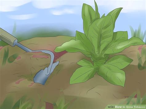 How To Grow Tobacco With Pictures Wikihow