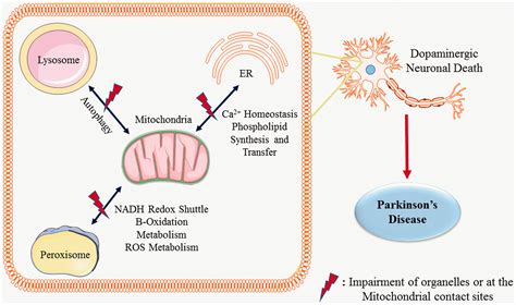 Mitochondrial And Organellar Crosstalk In Parkinsons Disease Bipul Ray Abid Bhat Arehally