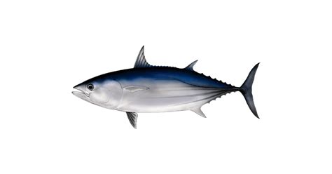 Atum Bonito As Esp Cies Produtos Fat Tuna Entrega De Peixe