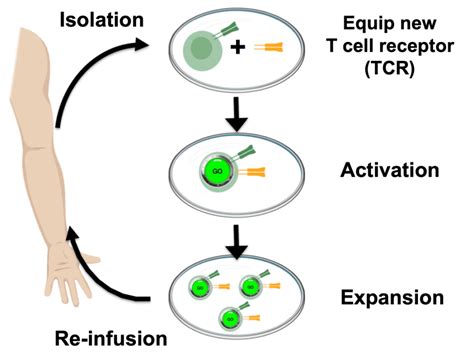 Schematic Diagram Of Adoptive Cell Transfer Schematic Diagra