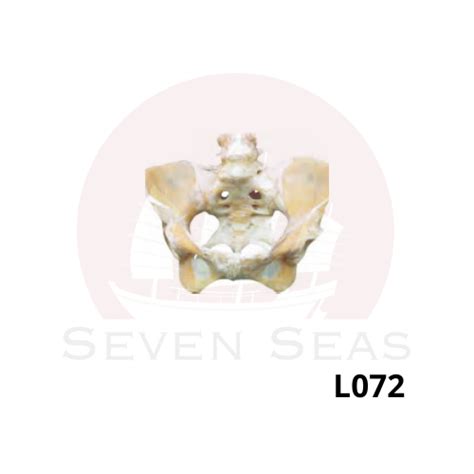 L072 Female pelvic ligaments – Seven Seas