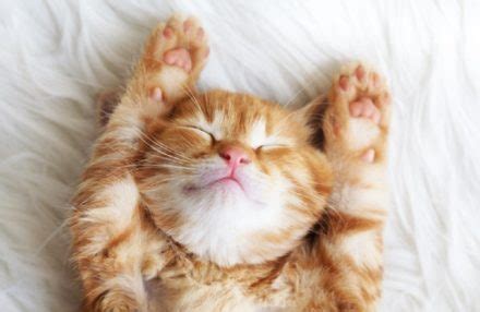 17 Typical Cat Sleeping Positions Explained (With Pictures ...