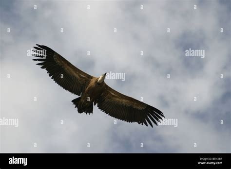 Griffon Vulture, Gyps fulvus, showing its huge wingspan Stock Photo - Alamy