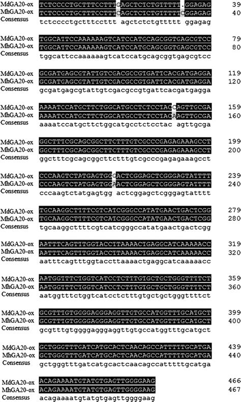 Sequence Alignment Of The MdGA20 Ox Gene Isolated From Hanfu Apple