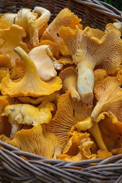 Different Types Of Edible Mushrooms With Pictures Artofit