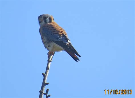 Kestral South Coast Botanic Garden Pekabo Flickr