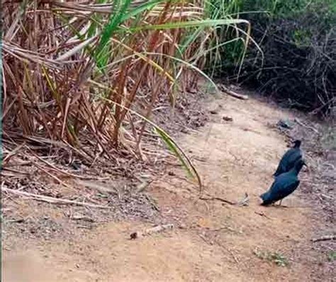 Jovem Desaparecido Em Pe Encontrado Em Canavial Na Zona Da Mata De Al