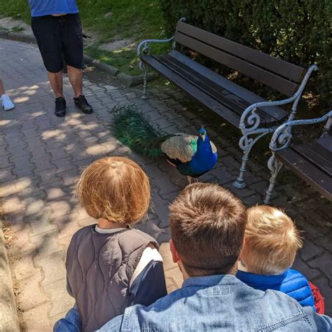 Szukam Szukamy Niani Szczeg Y W Og Oszeniu Krak W Niania Pl