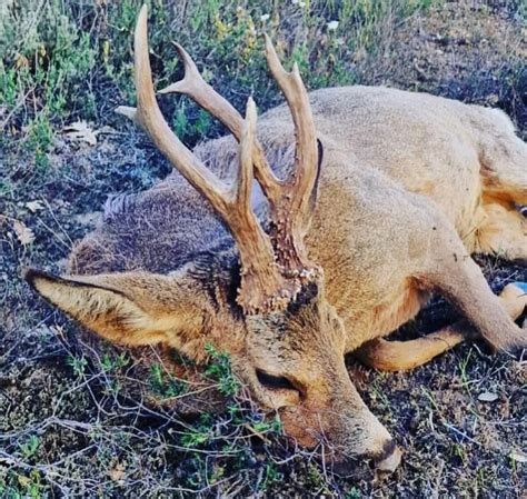 Cazan en Castilla y León uno de los corzos más viejos de esta temporada