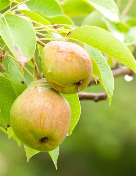 Healthy Vibe® Live Dwarf Pear Fruit Tree Nashpati Plant For Garden Hybrid Variety Plants ...