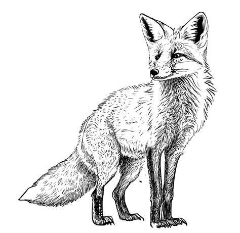 Premium Vector A Drawing Of A Fox With A Black Outline That Says Fox