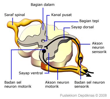 SCIENCE IS FUN: SUMSUM TULANG BELAKANG ( spinal cord )