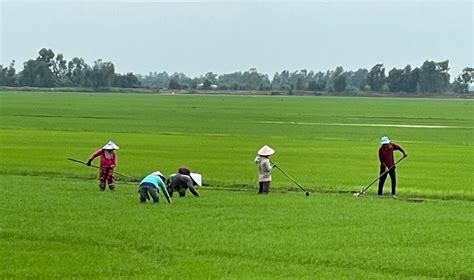 Collaborative Indo Pacific Rice Project On The Boil Faculty Of