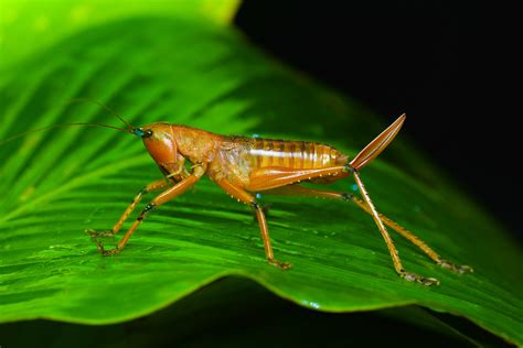 Strange Grasshopper Craig Tuggy Flickr