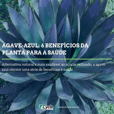 Agave Azul Benef Cios Para A Sa De Ecycle