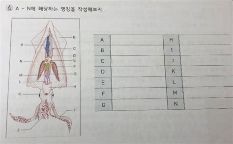 오징어 해부 지식in