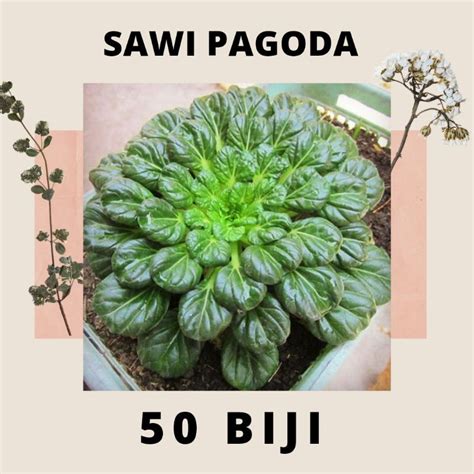 Jual 50 Biji Benih Sawi Pagoda Benih Sayuran Repack Indonesia Shopee