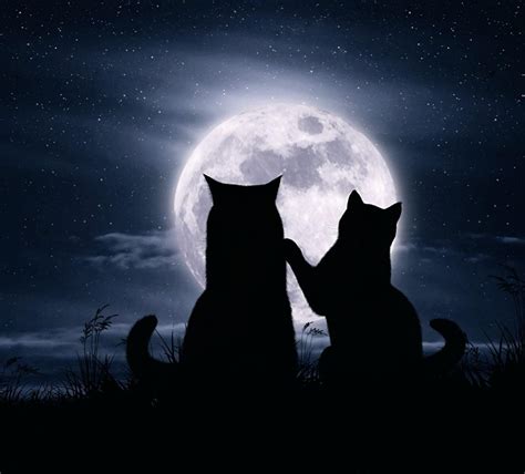 Cat And Moon Wallpapers Wallpaper Cave