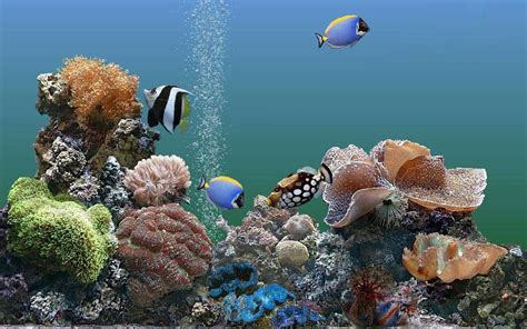 🔥 [47+] Live Aquarium Desktop Wallpapers | WallpaperSafari