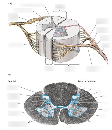 Rexed Laminae Nerve Zones And Neurons Diagram Quizlet