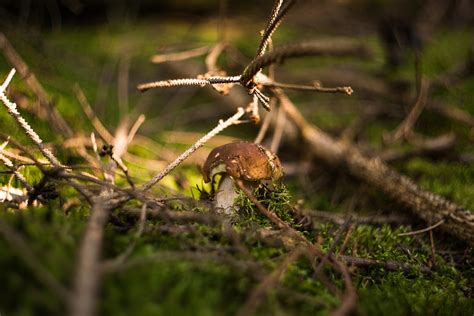 Pilz Wald Pilze Von Kostenloses Foto Auf Pixabay