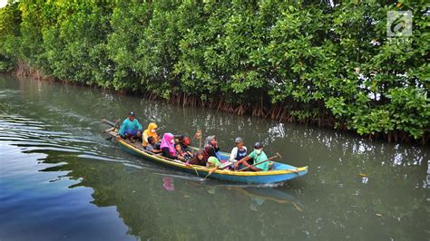 6 Manfaat Hutan Mangrove Bagi Kehidupan Manusia Seimbangkan Ekosistem