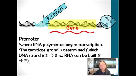 Promoter Definition Biology