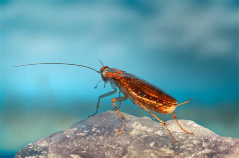 Les cafards de jardin comment les reconnaître et les éliminer CERCLL