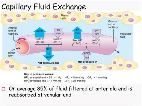 Capillary Exchange Diagram