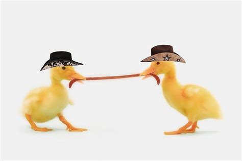 Two Ducks Wearing Cowboy Hats 1 By Cow Ducks Redbubble