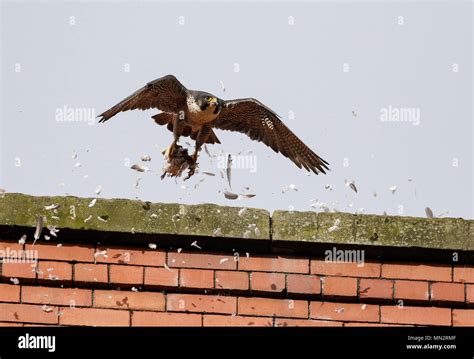 Beak Peregrine Falcon Open Wings Hi Res Stock Photography And Images