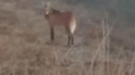 Sorpresa mirá el aguará guazú que avistaron en La Pampa después de dos