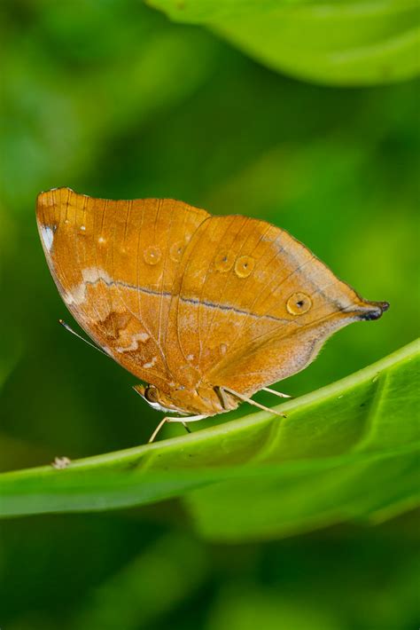 Autumn Leaf Doleschallia Bisaltide The Butterflies Hav Flickr