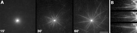 Kinetics Of Star Formation A Time Lapse Sequence Of Star Assembly In