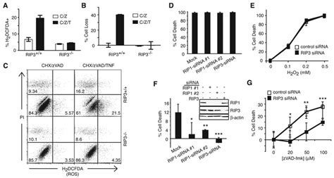 RIP3 Regulates Downstream ROS Production A C RIP3 Is Required For