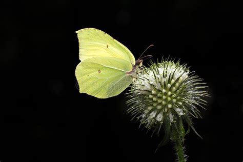 Beautiful yellow butterfly stock image. Image of orange - 121375601