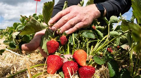 Bonn Erdbeeren zum selber pflücken Hier kann man selbst ernten