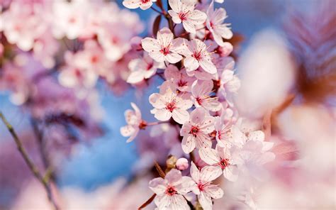 Fondos De Pantalla Profundidad De Campo Flores Rosadas Rama Flor